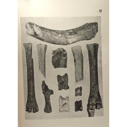 Karthago - revue d'archéologie africaine - N°1 1950 - mission...