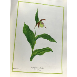 Fleurs sauvages de France et des régions limitrophes - Tome...