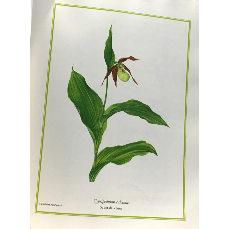 Fleurs sauvages de France et des régions limitrophes - Tome...