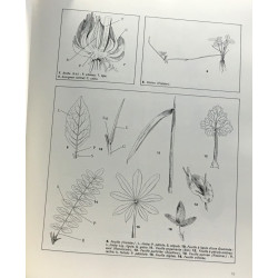 Fleurs sauvages de France et des régions limitrophes - Tome...