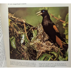 Oiseaux des terres lointaines