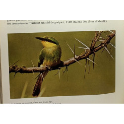 Oiseaux des terres lointaines