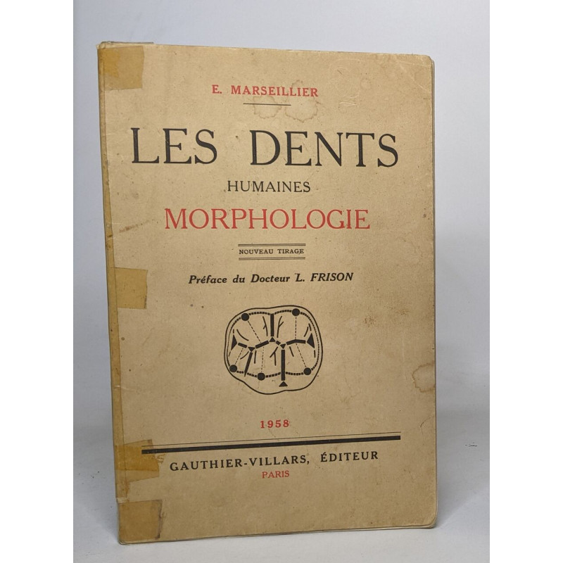 Les dents humaines morphologie