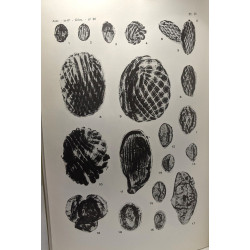 Mesozoic sporae dispersae from Zaïre - II. The Loia and Bokungu...