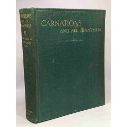 Carnations and all Dianthus