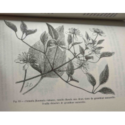 Almanach du Jardinier par les rédacteurs de la maison rustique du...