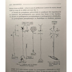 Voies et centres nerveux - introduction systématique à la...