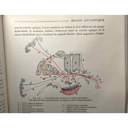 Voies et centres nerveux - introduction systématique à la...