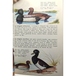 Gibiers d'Europe + Chasse à tir --- le petit guide hachette