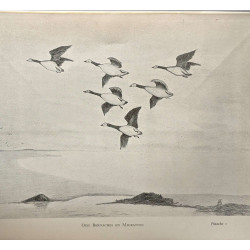 Les migrations mystérieuses - coll. l'Olivier