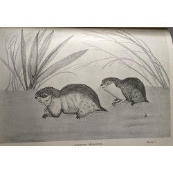 Les migrations mystérieuses - coll. l'Olivier