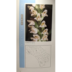 Le orchidee spontanee delle Apuane