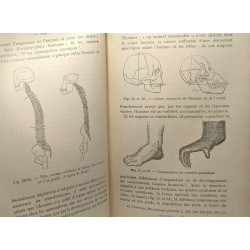 Les origines du monde de l'énergie de la vie des espèces de l'homme