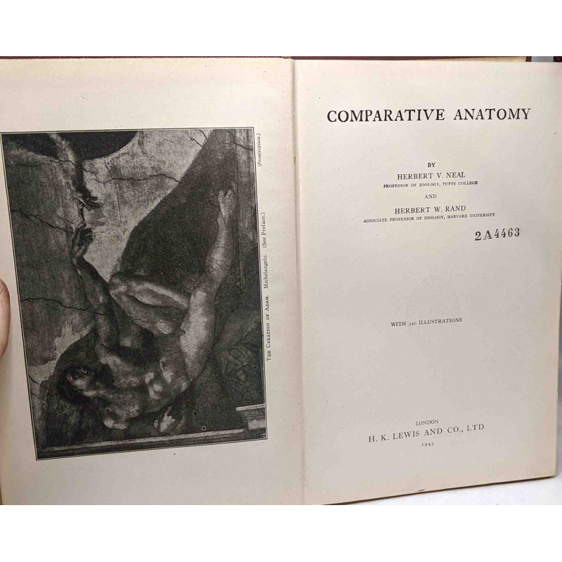 Comparative anatomy