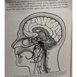 Comparative anatomy