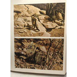 Grand Canyon Du Colorado Suite Pour Nature Et Faune En 157 Images
