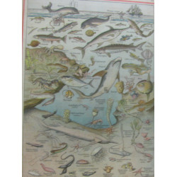 Livre atlas de Géographie - cours supérieur (40 gravures 100 cartes)