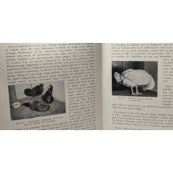 Maladies des volailles - manuel à l'usage des vétérinaires et des...