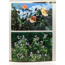 Fleurs et petite faune de l'Alpes - coll. visages de la nature