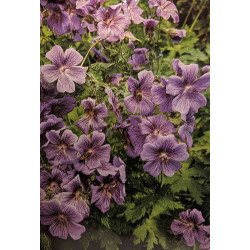 Je soigne mes plantes vivaces - TOME 1 à 3: 1/ les plantes...
