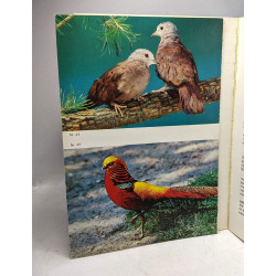Oiseaux exotiques dans leurs couleurs