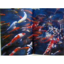 The poet's star photographs and poems