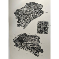 Materiaux pour la Faune Ichthyologique Eocretacique du Congo /...