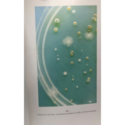 Étude sur l'histoire naturelle de Cryptococcus neoformans...