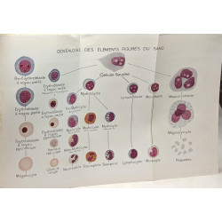 Hématologie clinique - 41 figures 1 hors texte