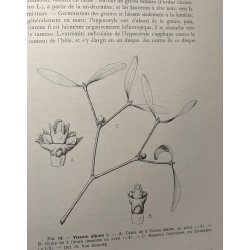 Spermatophytes / flore générale de Belgique - volumes 1 fasicules...