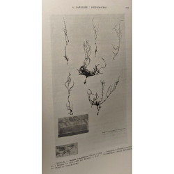 Spermatophytes / flore générale de Belgique - volumes 1 fasicules...