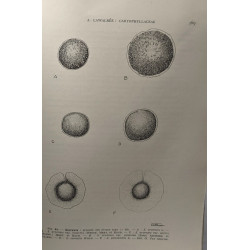 Spermatophytes / flore générale de Belgique - volumes 1 fasicules...