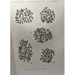 Contribution à la caryologie de quelques végétaux cultivés dans...