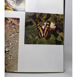 Magie des papillons