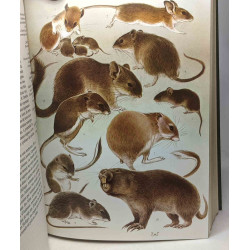 TOME X mammifères 1 + TOME XI mammifères 2 - Le monde animal en 13...