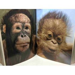TOME X mammifères 1 + TOME XI mammifères 2 - Le monde animal en 13...