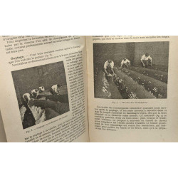 Asperges culture de rapport + Champignon Culture rationnelle /...
