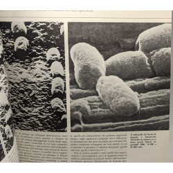 Gli ingegneri del gene - Parte 1 + Parte 2 / Frontiere della Scienza