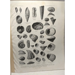 Cahiers de paléonthologie 4 volumes : embranchement ds coelentérés...