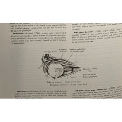 Stedman's medical dictionary - 19th revised edition