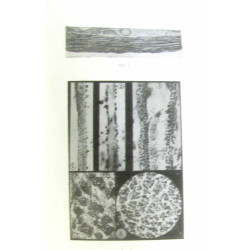 Le problème histochimique et histophysiologique du glycogène...