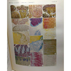 Données histologiques sur les glandes salivaires des...