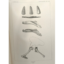 Annual Report of the United States Geological Survey to the...