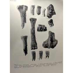 Lerna a preclassical site in the argolid - results of excavations...