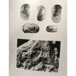Ostracodes du Bassin du Congo II. Crétacé / Annales du musée royal...
