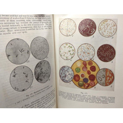 Microbiology - translated by Aksenova and V. Lisovskaya - 1967
