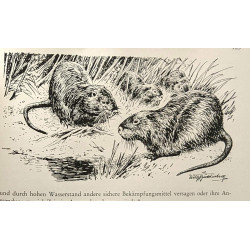 Die jagdklassiker 5 Pfund: Die Hege + Das deutsche waidwerk + Das...