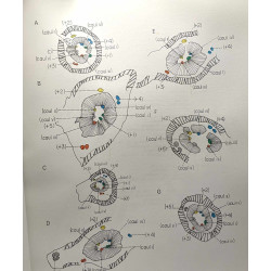 Étude anatomique comparée des tiges et des pétioles d'une...