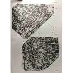 Étude anatomique comparée des tiges et des pétioles d'une...