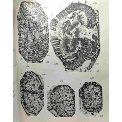 Étude anatomique comparée des tiges et des pétioles d'une...
